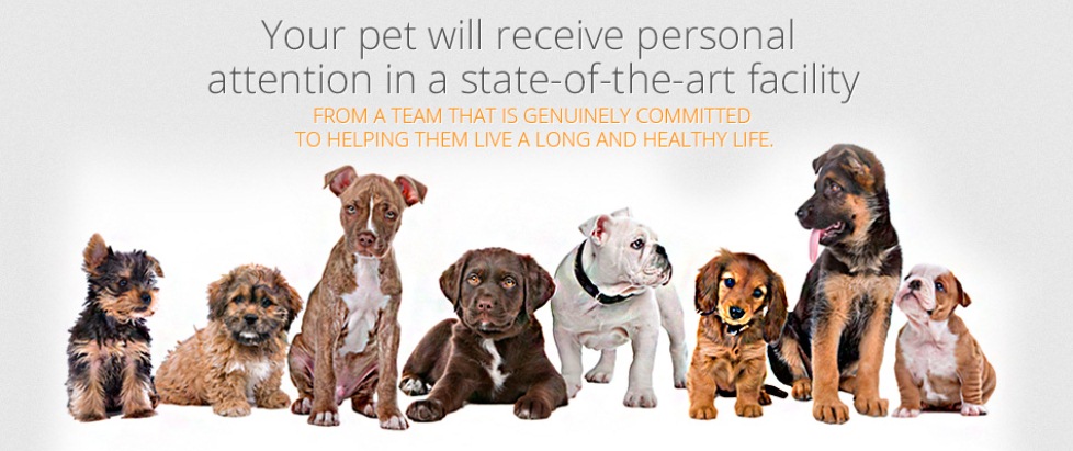 Your pet will receive personal attention in a state-of-the-art facility